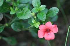 Barleria repens